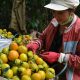 1477466598_hong-da-lat-co-nguy-co-xoa-so-vi-tin-don-that-thiet-tamsugiadinh-2