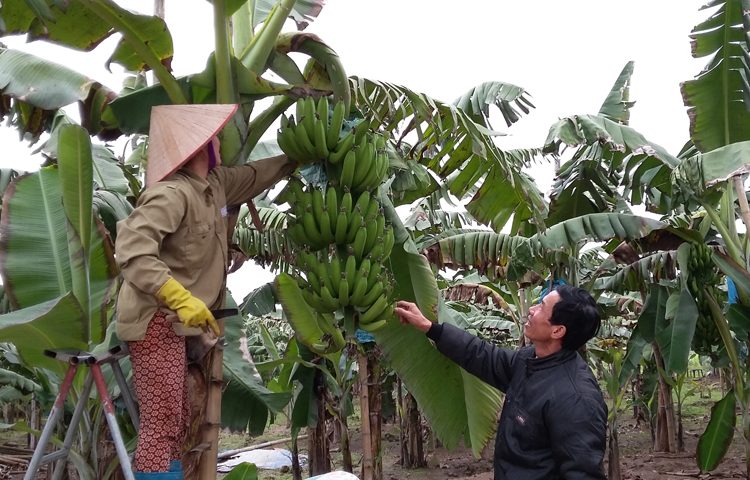 9fc5cff559420b1f76d0b139e8b3a39e_anh_bai_duoi