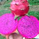 thanhlongdo_SHBL
